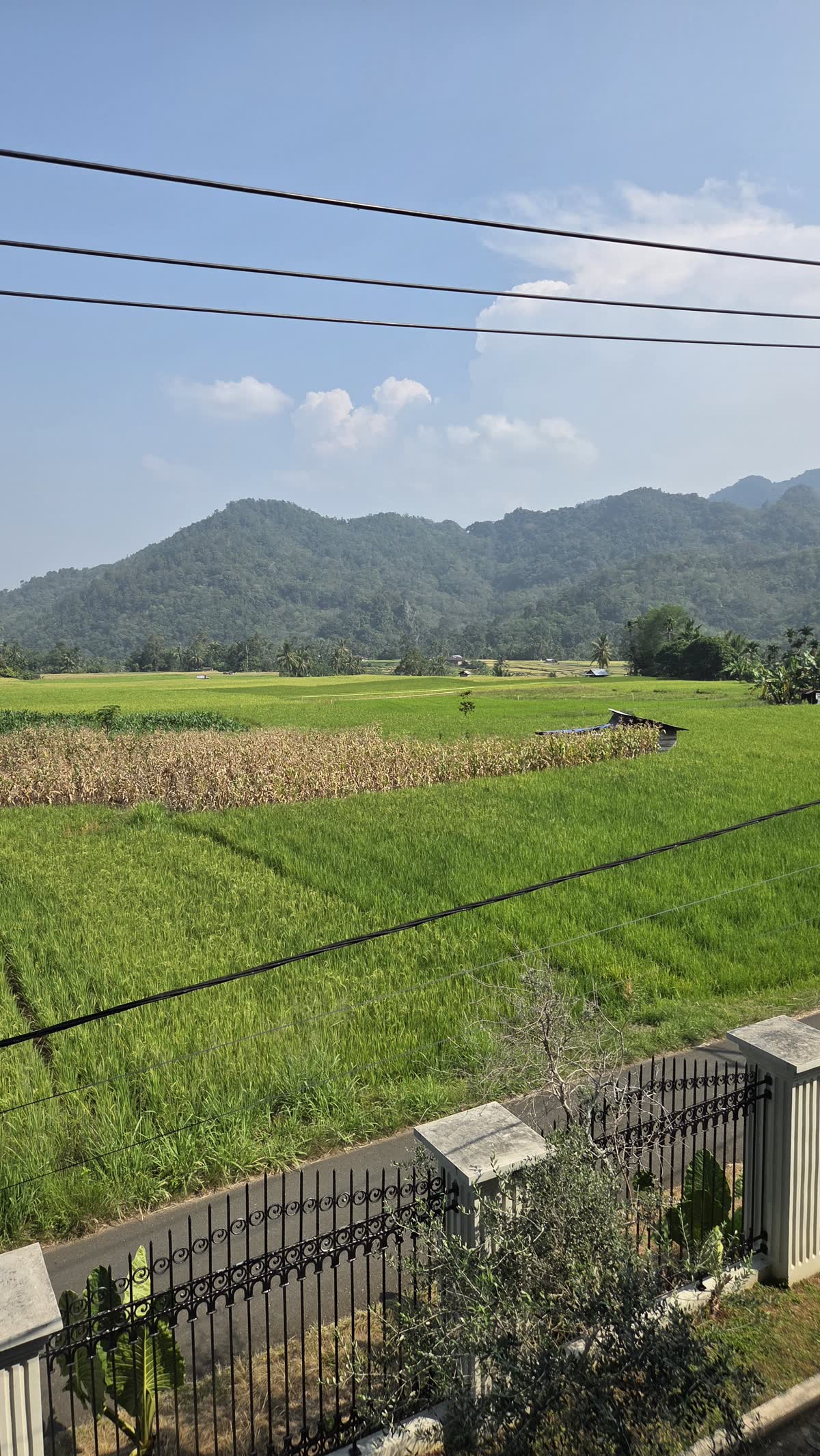 Sawah dan bukit dilihat dari pagar besi di tepi lahan Rantau