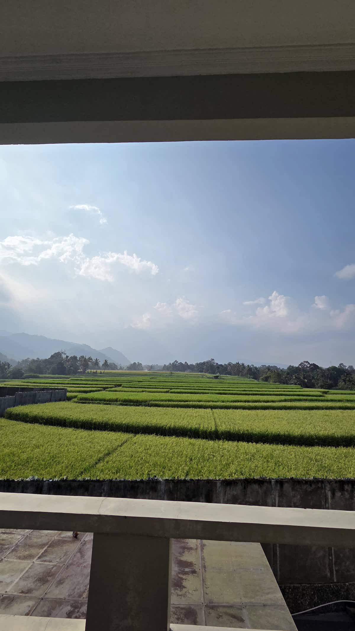 Hamparan sawah hijau muda menghadap perbukitan di kejauhan